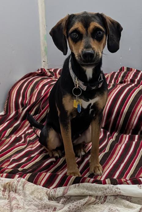 Sable (Spayed) (Photos 2/9/2026), adopted, Young Female Beagle.