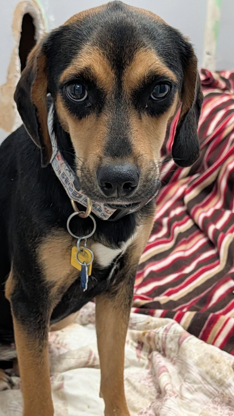 Enlarge Sable (Spayed) (Photos 2/9/2026), an adopted mixed breed in Marietta, OH image 6/6