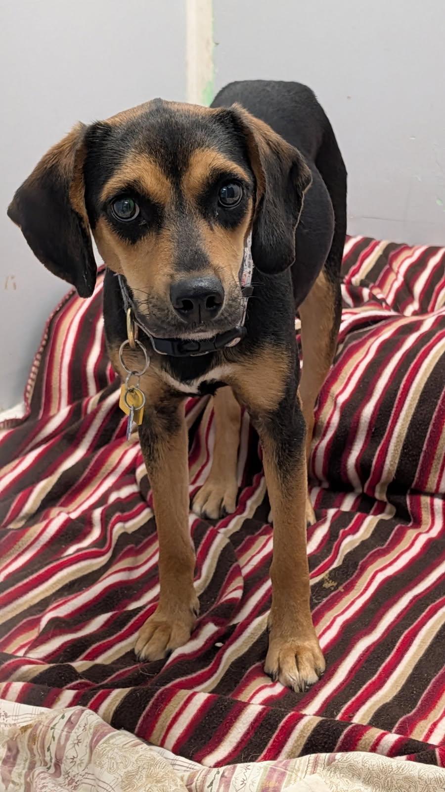 Enlarge Sable (Spayed) (Photos 2/9/2026), an adopted mixed breed in Marietta, OH image 3/6