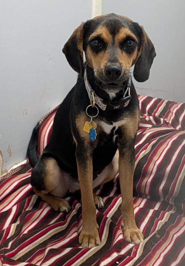 Enlarge Sable (Spayed) (Photos 2/9/2026), an adopted mixed breed in Marietta, OH image 2/6