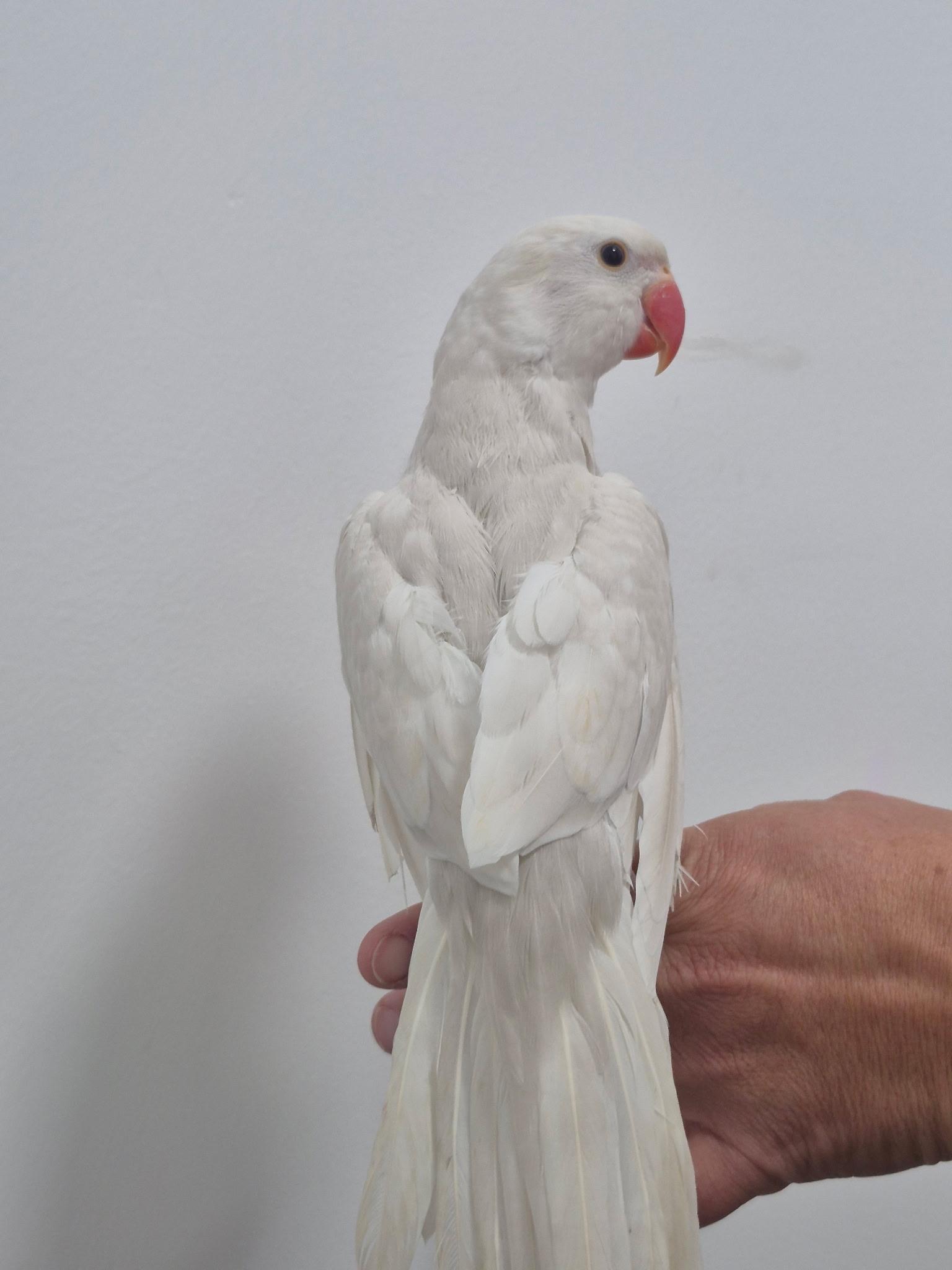 Casper, a ADOPTABLE Ringneck / Psittacula in Corona, CA image 1/3