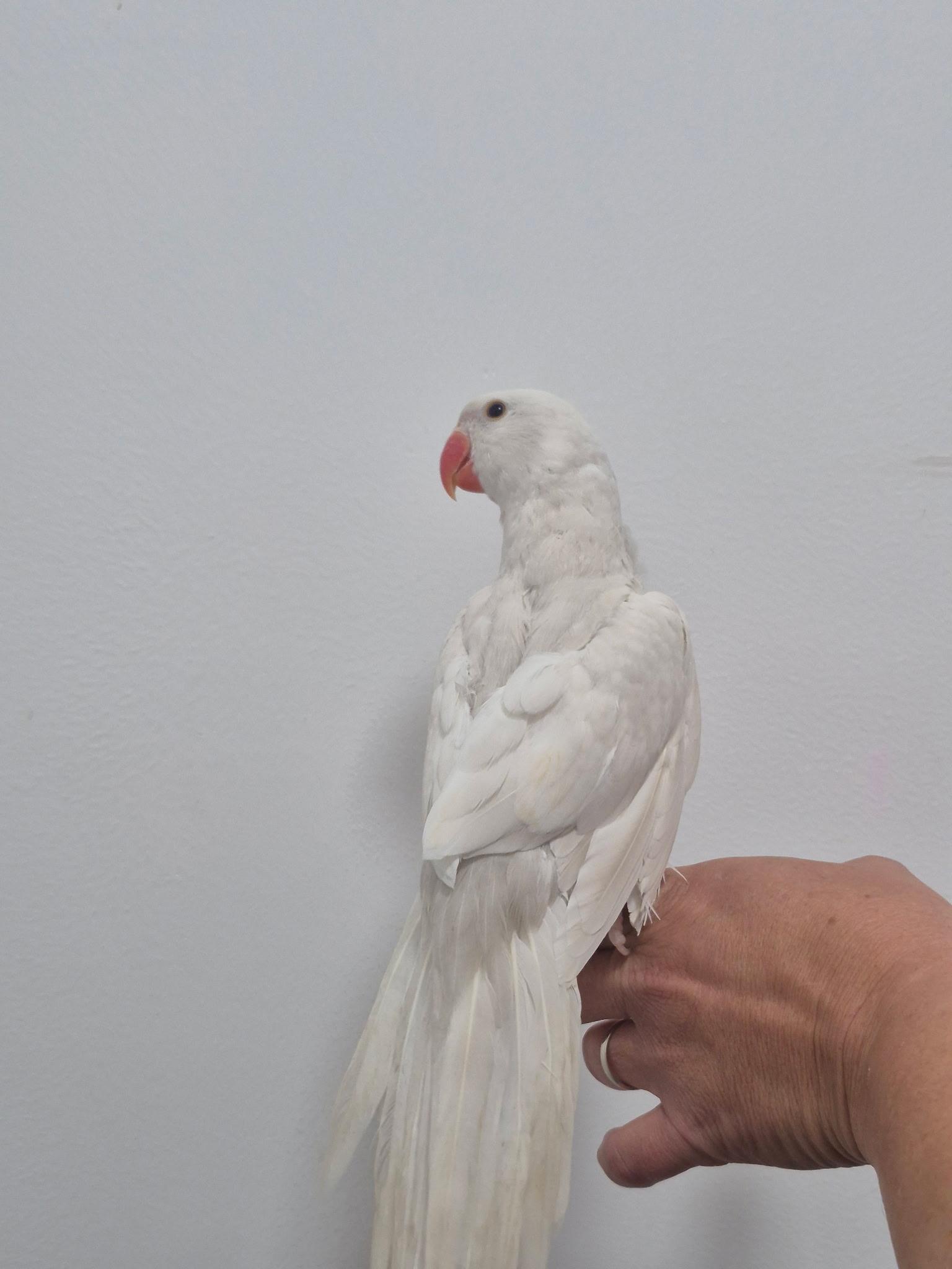 Casper, a ADOPTABLE Ringneck / Psittacula in Corona, CA image 2/3