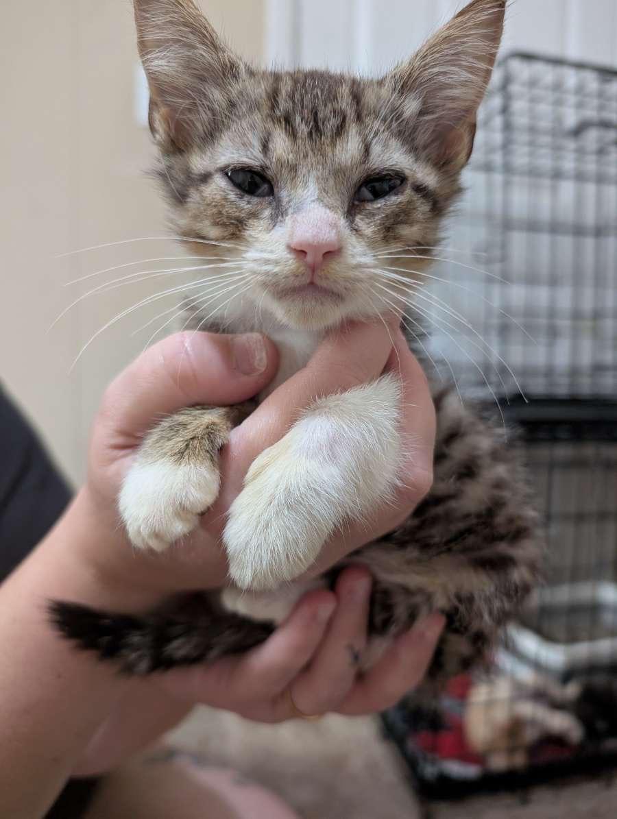 PIP - August, Adopted, Young Male Domestic Short Hair.
