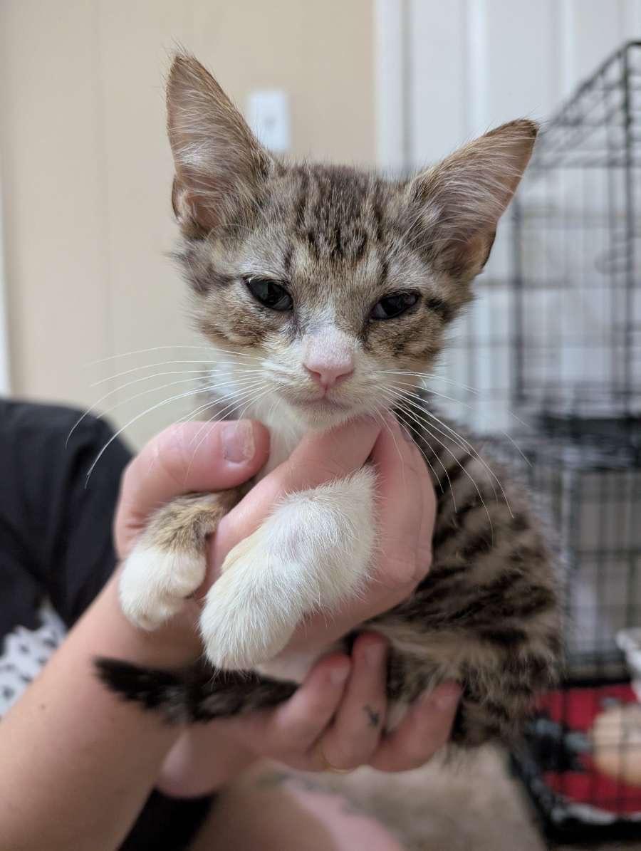 Enlarge PIP - August, a Adopted Domestic Short Hair in Randolph, AL image 2/3