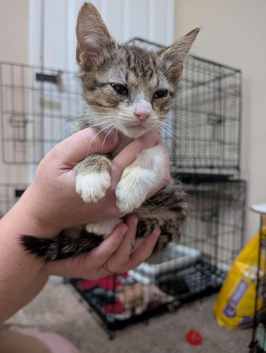 Enlarge PIP - August, a Adopted Domestic Short Hair in Randolph, AL image 3/3