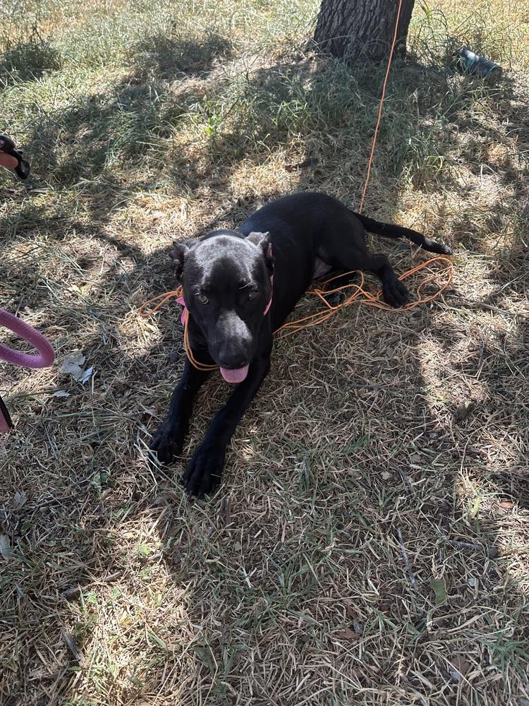 Mole from the Hay Field, Adoptable, Puppy Male Shepherd & Labrador Retriever.