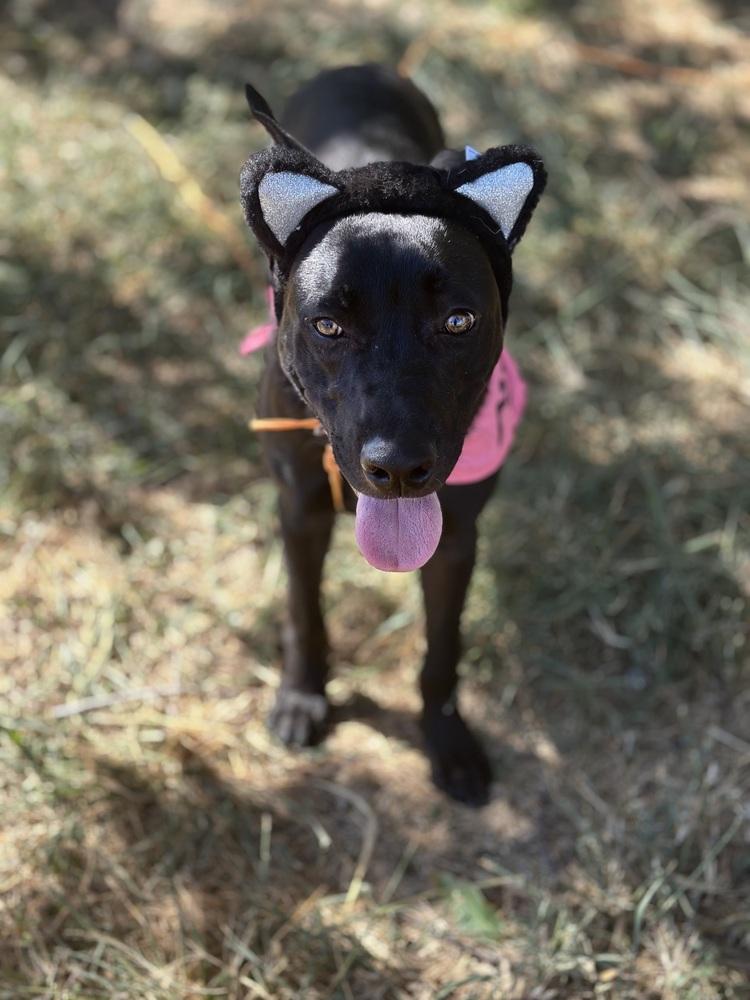 Enlarge Mole from the Hay Field, a Adoptable mixed breed in Denver, CO image 2/6