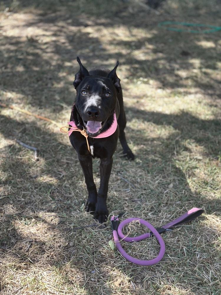 Enlarge Mole from the Hay Field, a Adoptable mixed breed in Denver, CO image 4/6