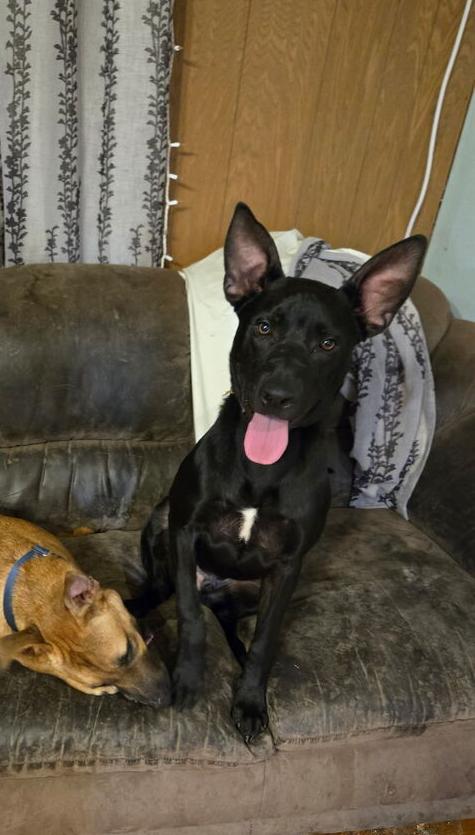 Enlarge Mole from the Hay Field, a Adoptable mixed breed in Denver, CO image 5/6