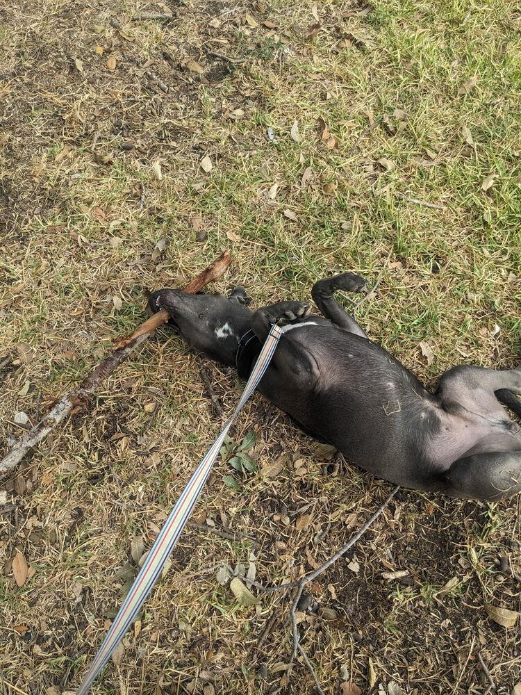 Enlarge Mole from the Hay Field, a Adoptable mixed breed in Denver, CO image 6/6