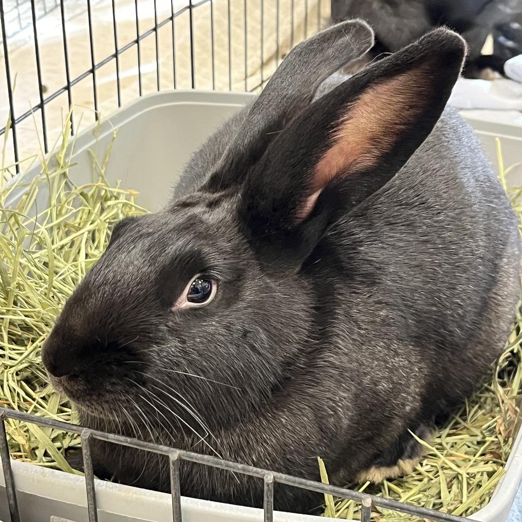 Laffy, a Adoptable American in Bedford, NH image 2/4