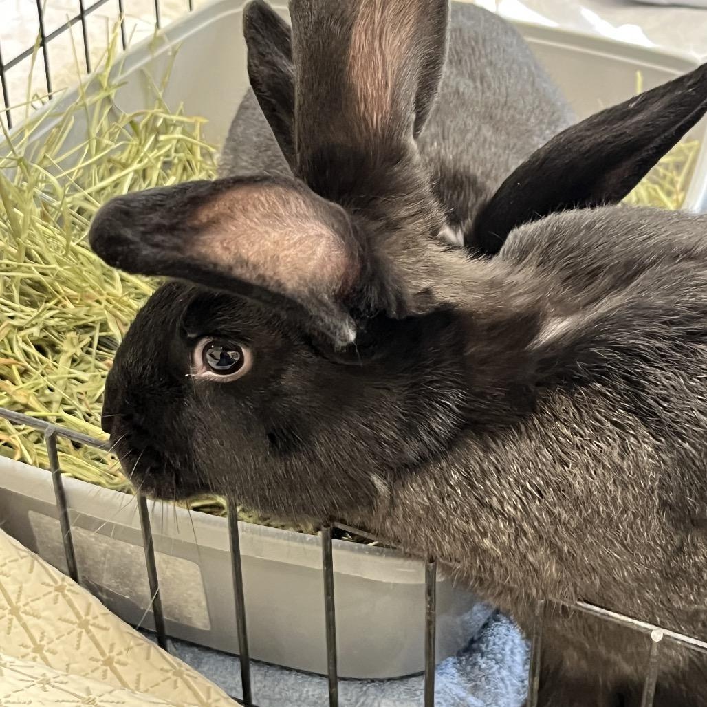 Laffy, a Adoptable American in Bedford, NH image 3/4