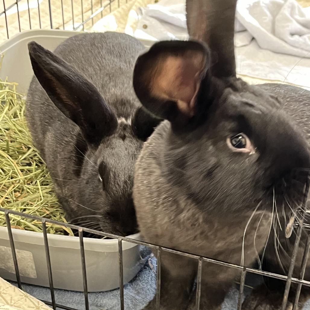 Laffy, a Adoptable American in Bedford, NH image 4/4