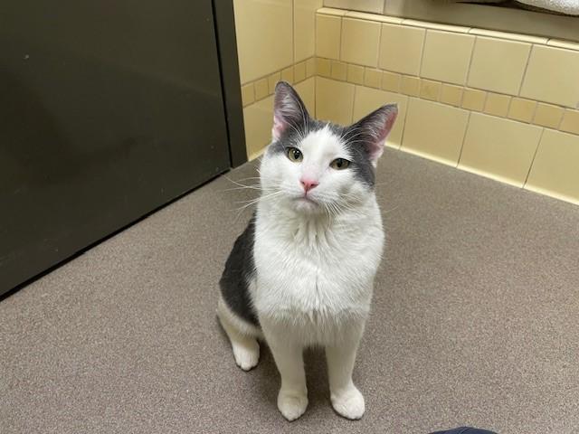 Enlarge BUCKY SANDERS, a Adoptable Domestic Short Hair in Denver, CO image 1/1