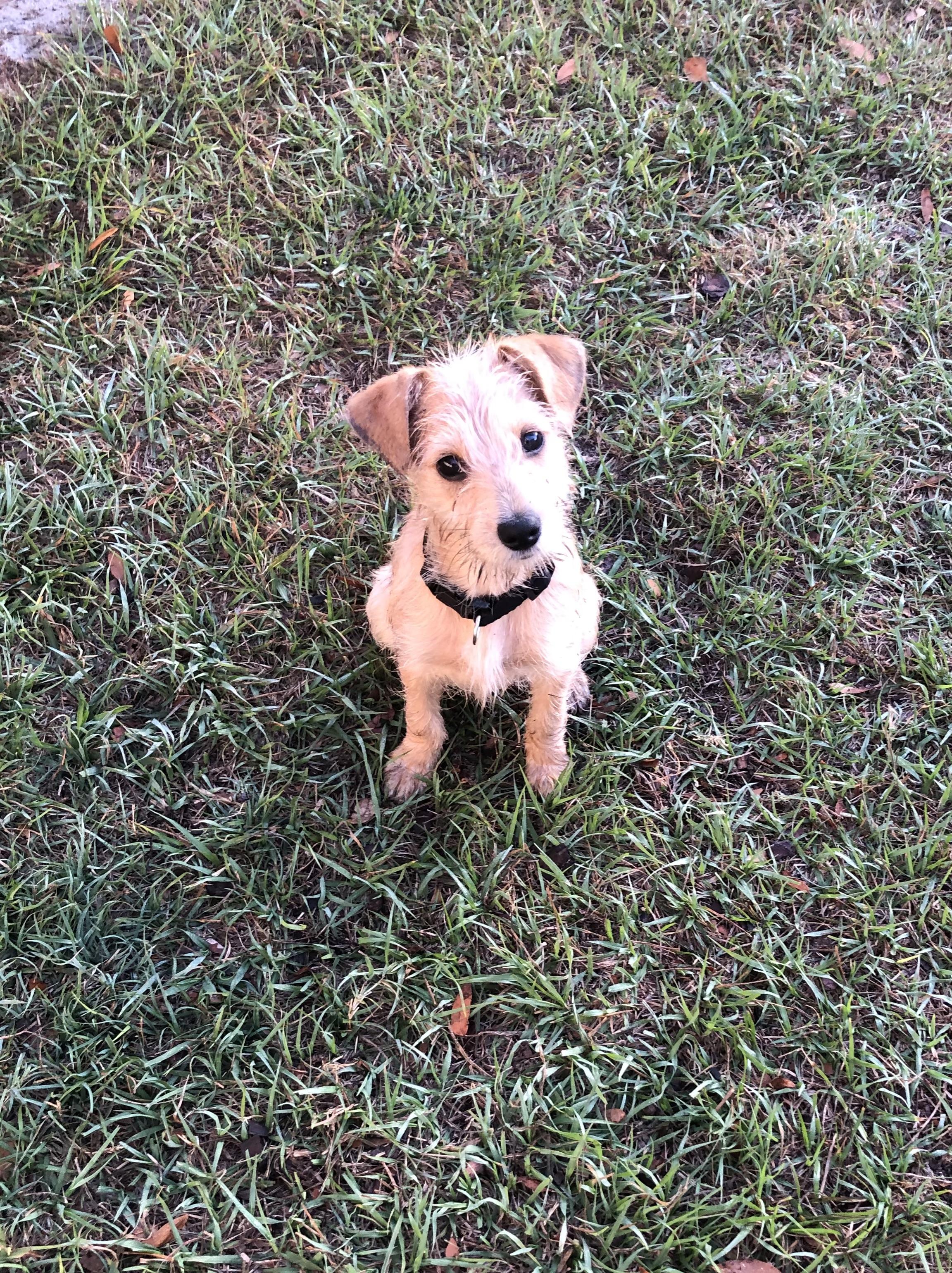 Enlarge Dakota, an adopted mixed breed in Orlando, FL image 3/3