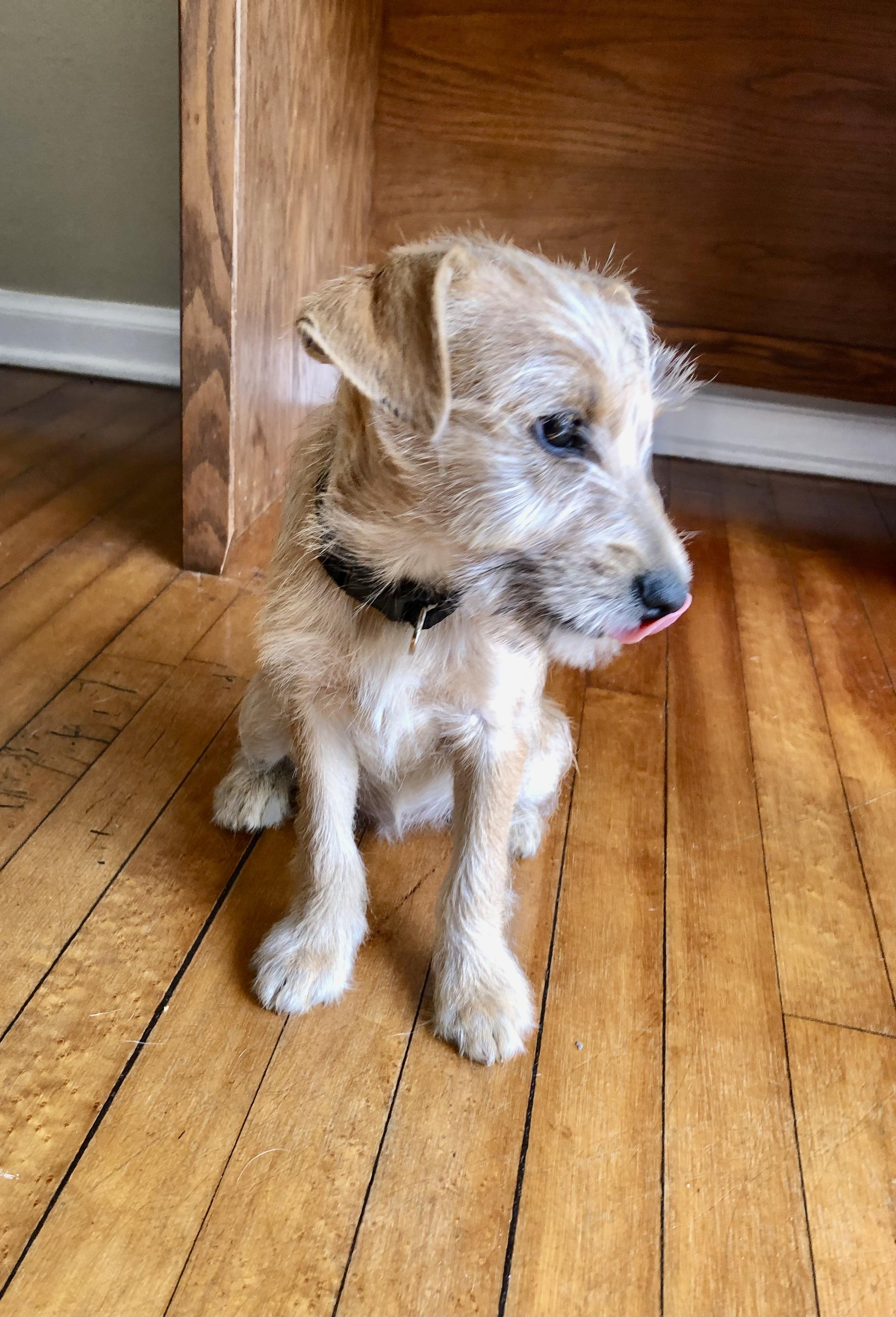 Enlarge Dakota, an adopted mixed breed in Orlando, FL image 2/3