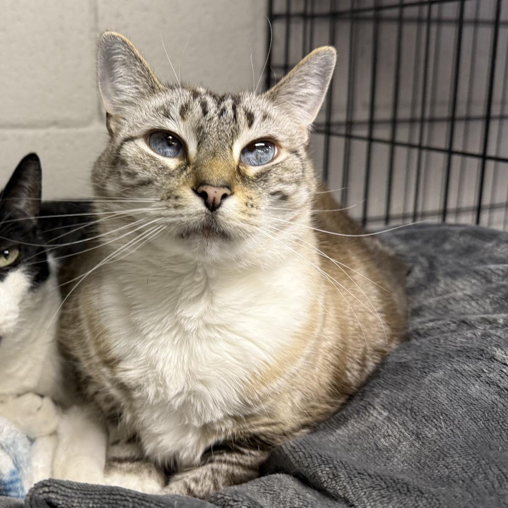 SnowCappa, Adoptable, Senior Female Domestic Short Hair.