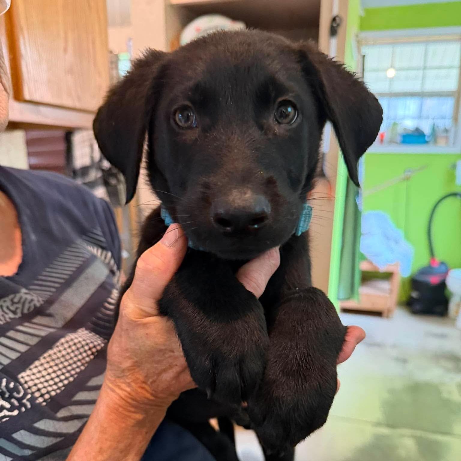 Flash (PUPPY), an adopted mixed breed in Greeneville, TN image 1/6