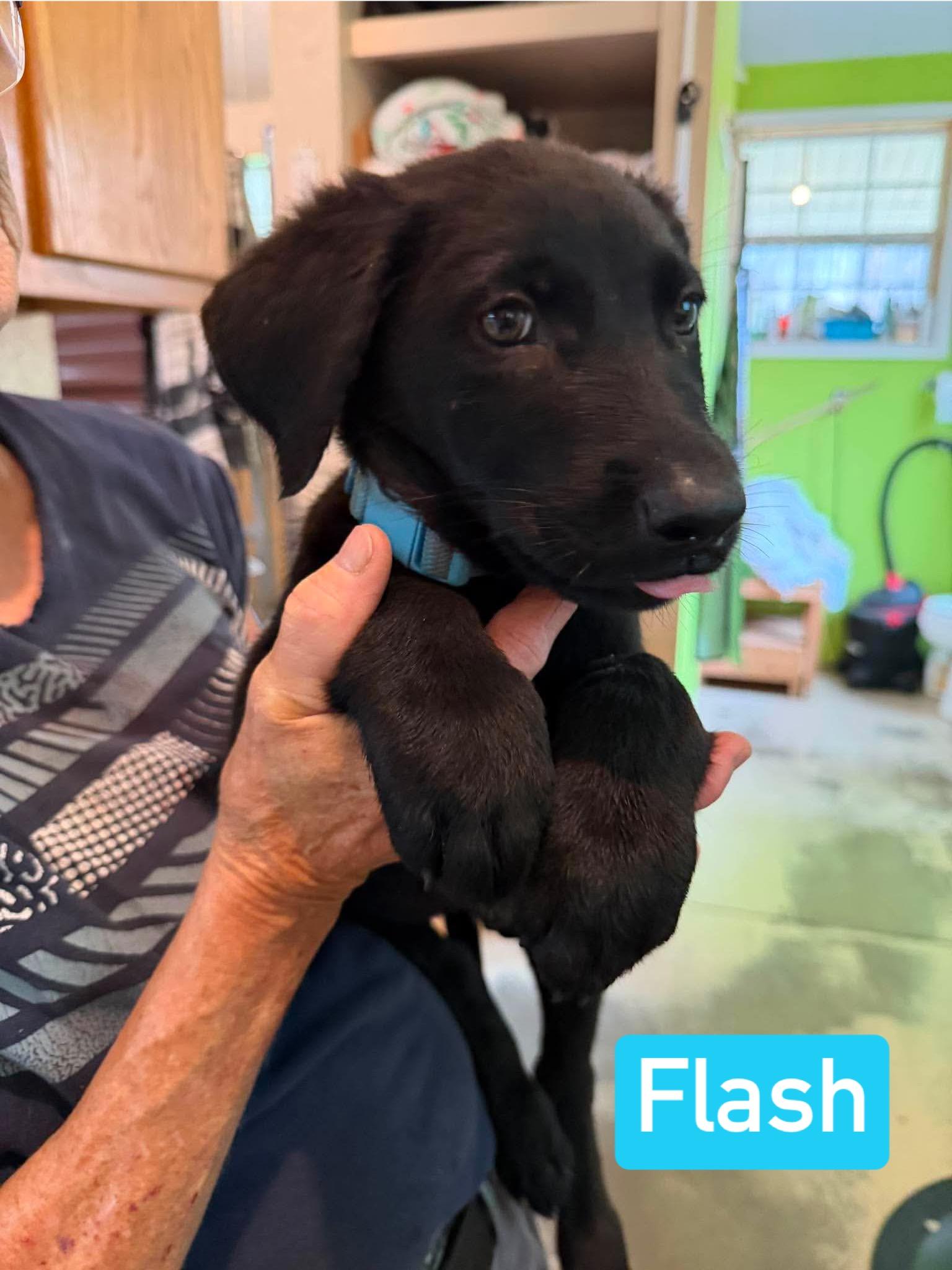 Flash (PUPPY), an adopted mixed breed in Greeneville, TN image 2/6