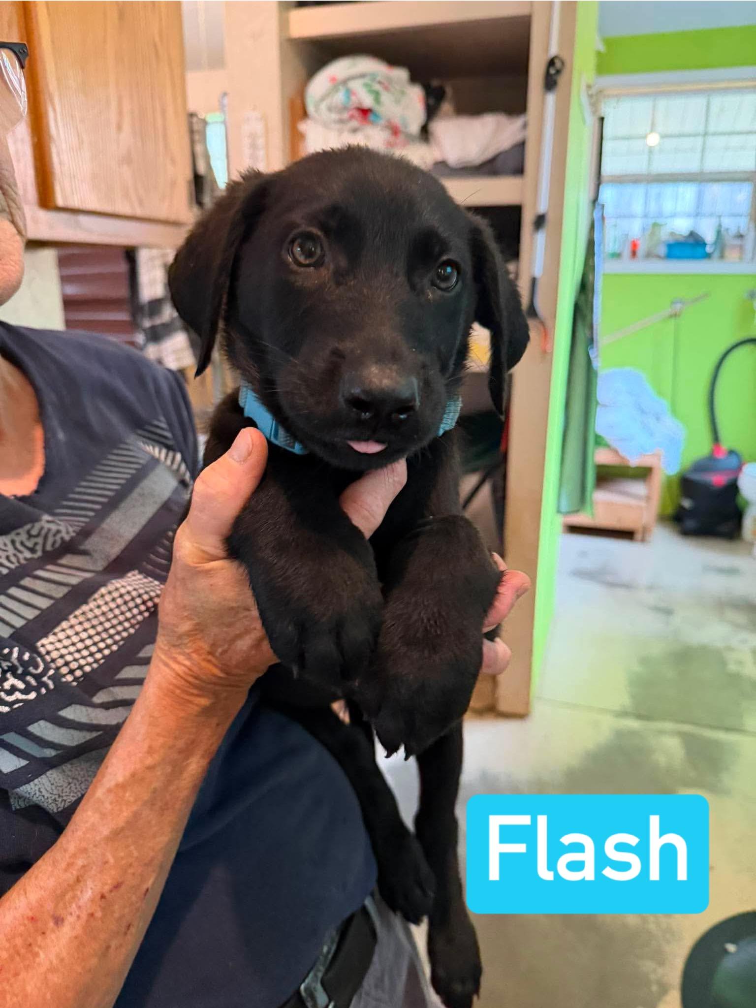 Flash (PUPPY), an adopted mixed breed in Greeneville, TN image 3/6