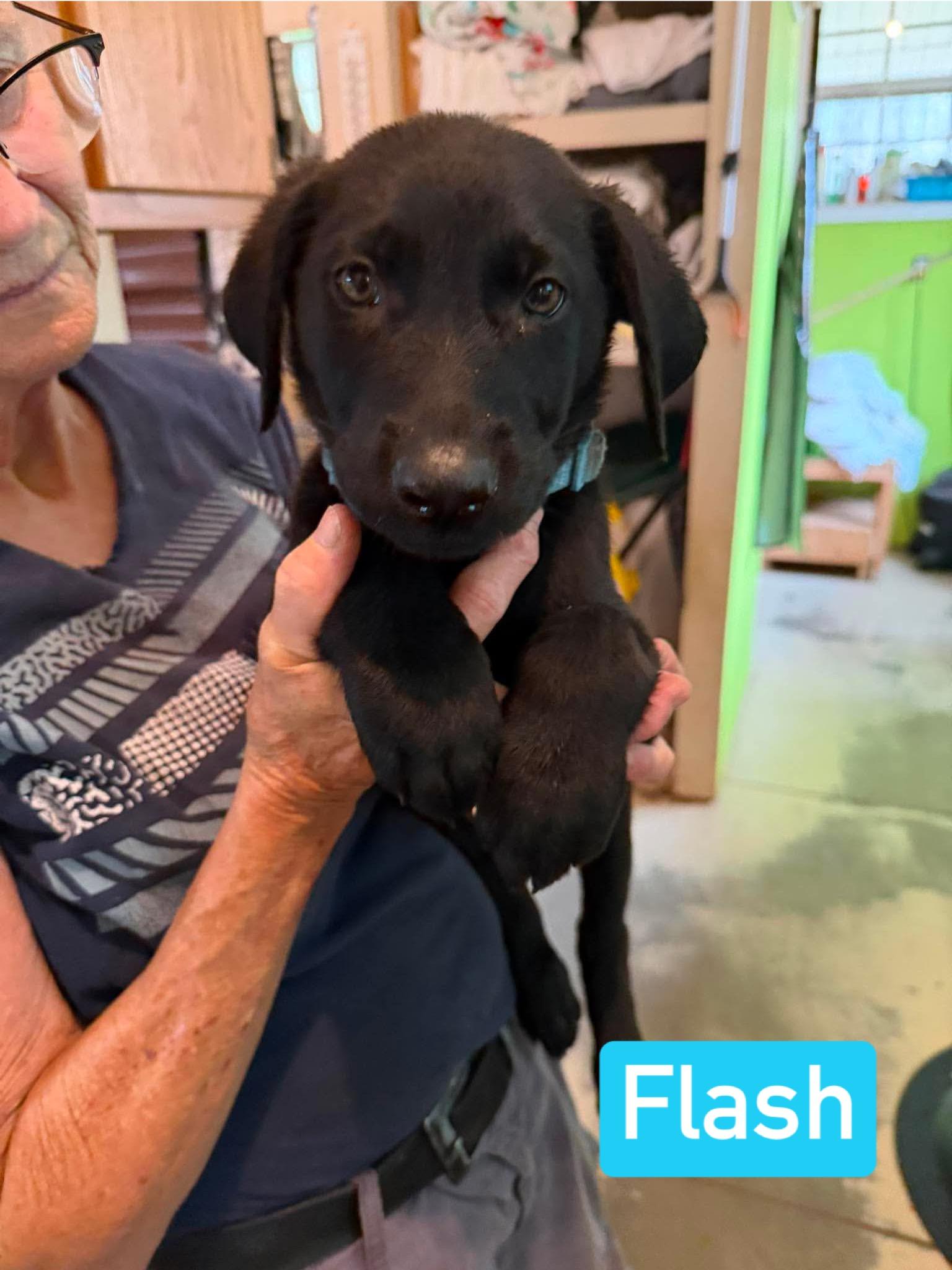 Flash (PUPPY), an adopted mixed breed in Greeneville, TN image 4/6