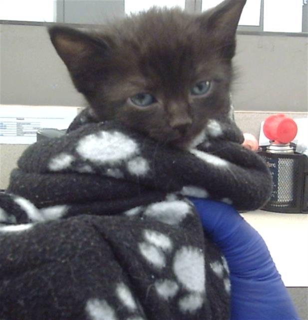 Enlarge CLOUD, a Adoptable Domestic Short Hair in Dallas, TX image 1/1
