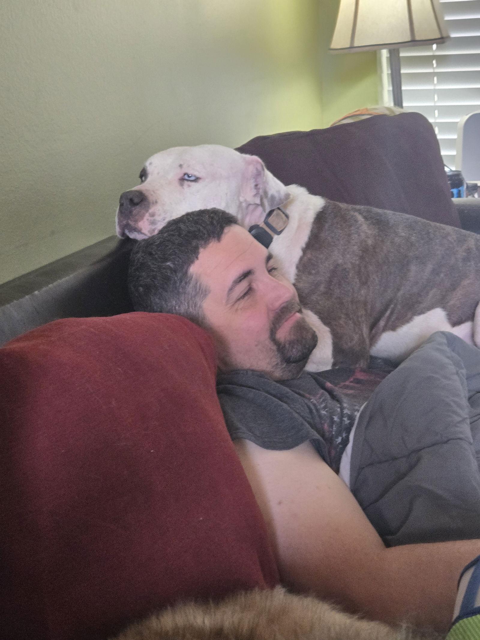 Ben, a Adoptable Staffordshire Bull Terrier in The Woodlands, TX image 1/3