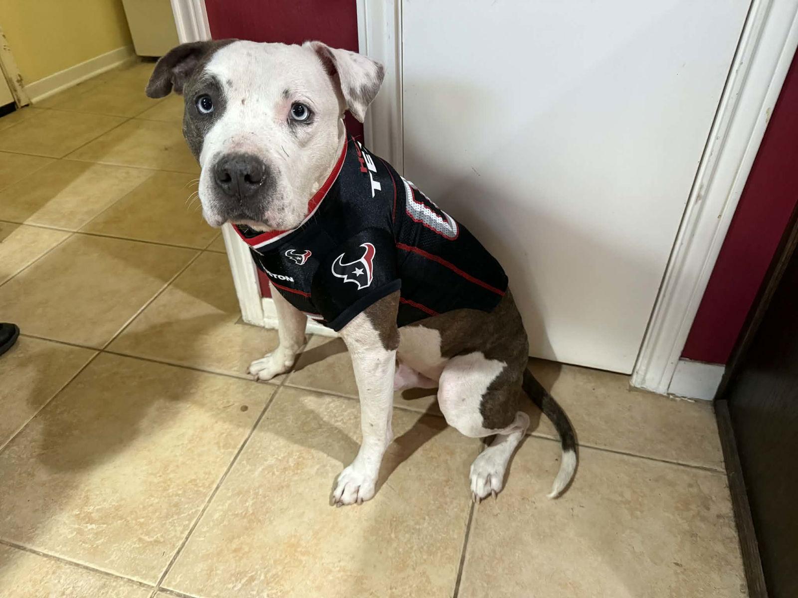 Ben, a Adoptable Staffordshire Bull Terrier in The Woodlands, TX image 2/3