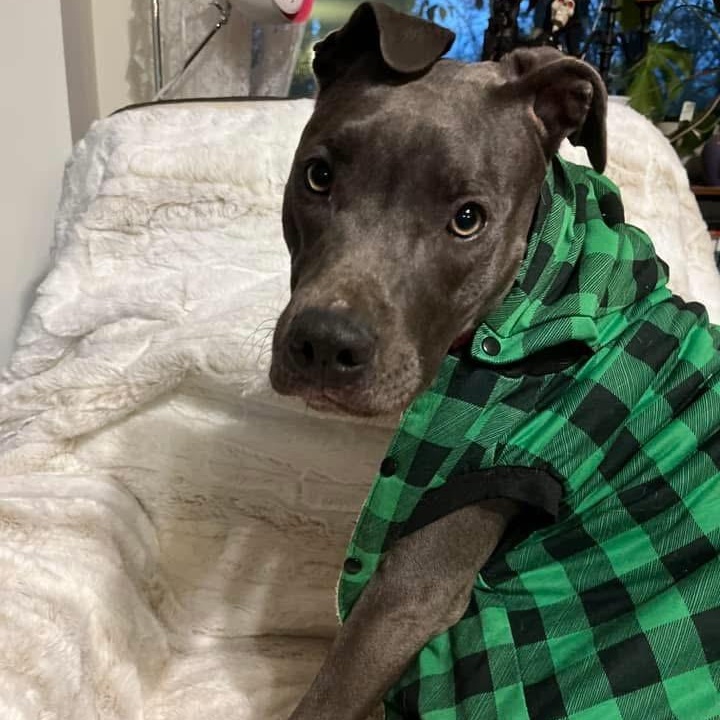 Hazel