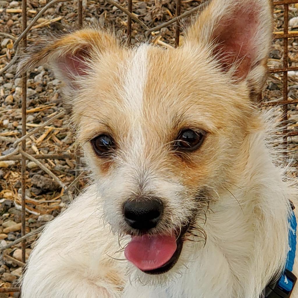 Kinako Lumi, Adoptable, Senior Male Wirehaired Terrier.