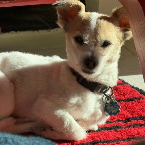 Enlarge Kinako Lumi, a Adoptable Wirehaired Terrier in San Pablo, CA image 2/4