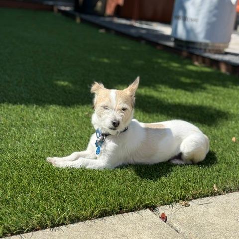 Enlarge Kinako Lumi, a Adoptable Wirehaired Terrier in San Pablo, CA image 3/4
