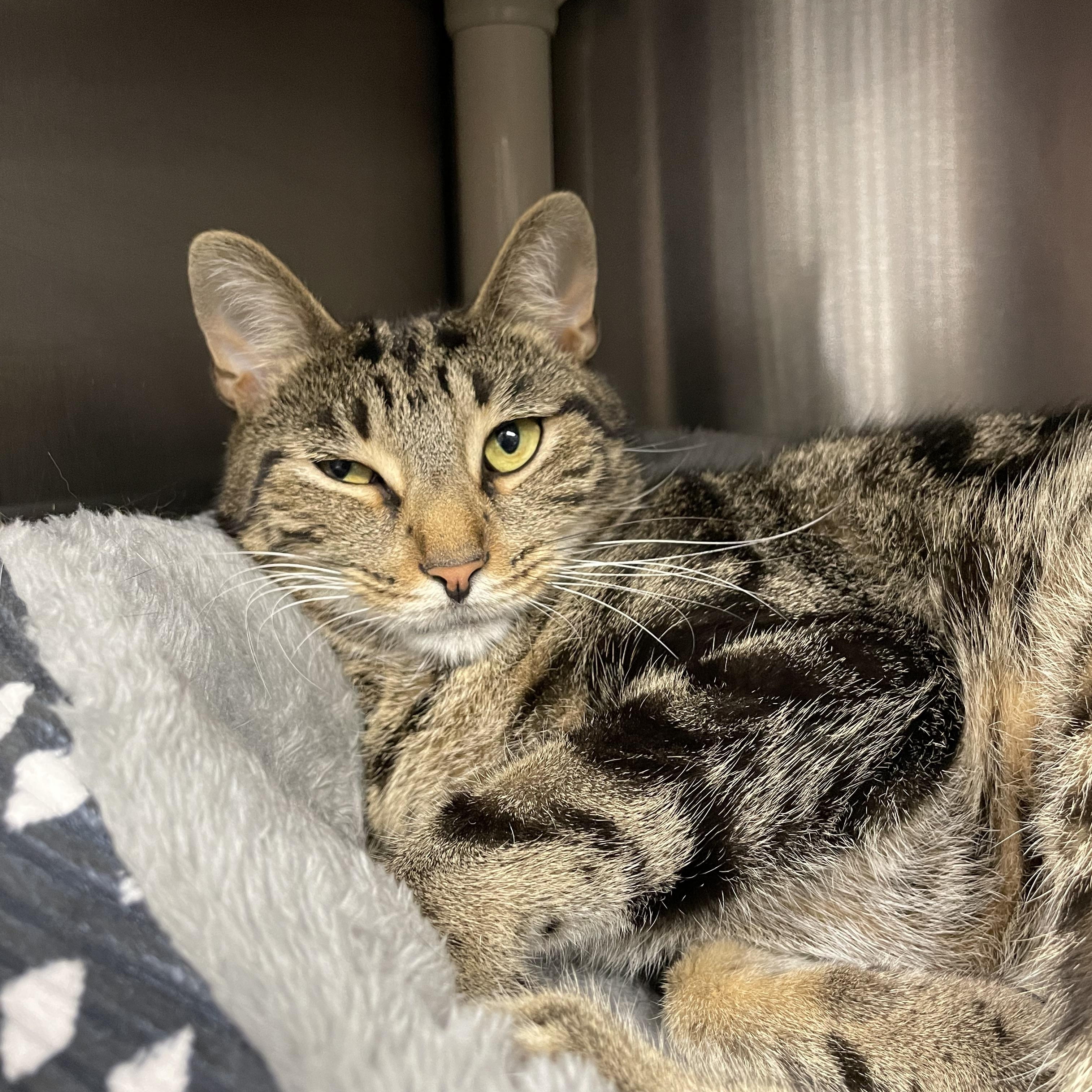 Enlarge Branch, an adopted Tabby in North Kingstown, RI image 2/5