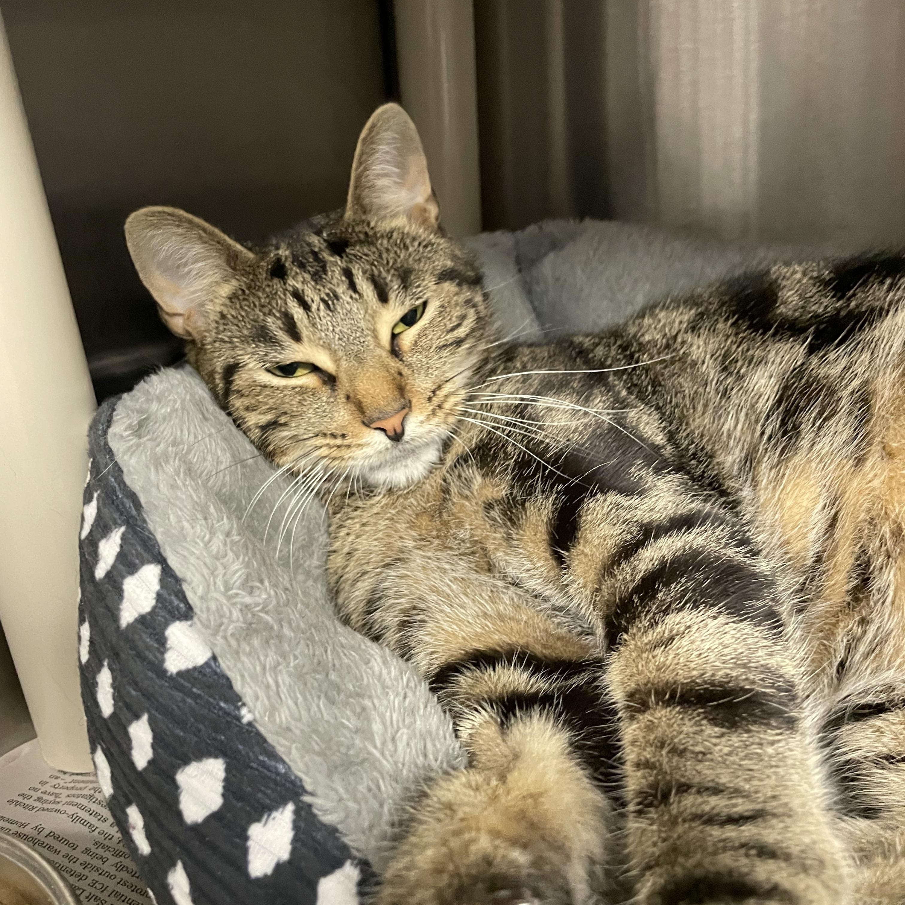 Enlarge Branch, an adopted Tabby in North Kingstown, RI image 5/5