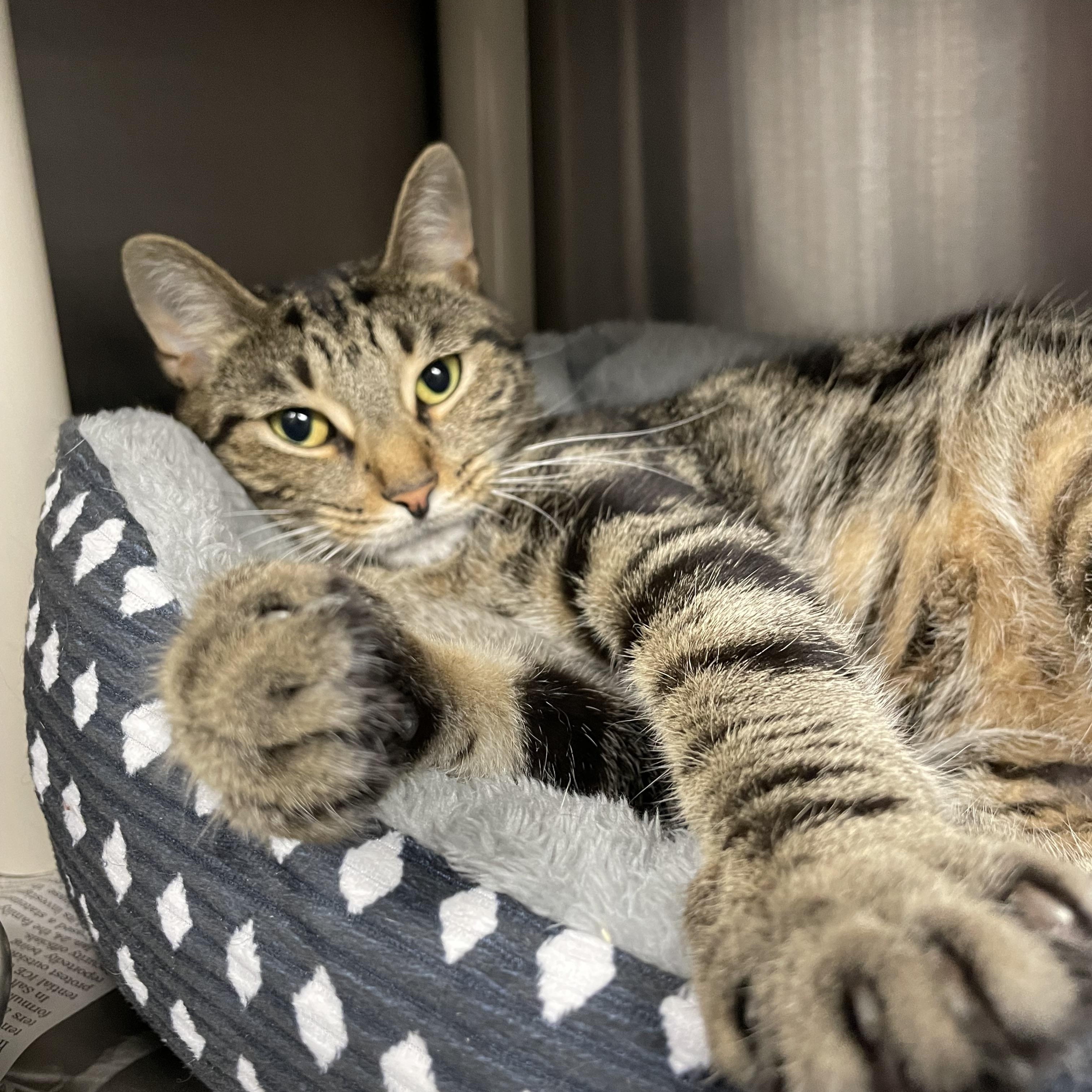 Branch, adopted, Young Male Tabby.