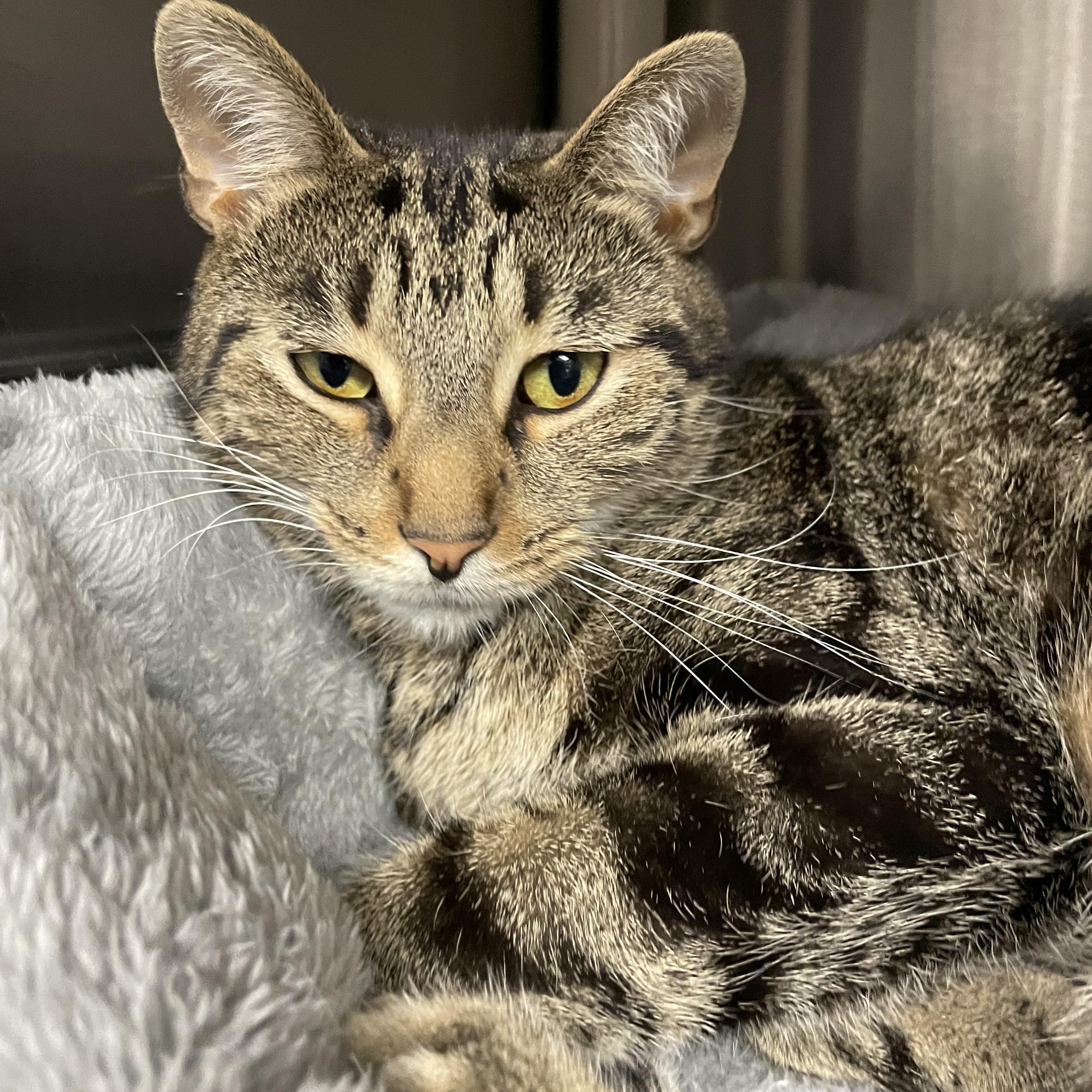 Enlarge Branch, an adopted Tabby in North Kingstown, RI image 3/5