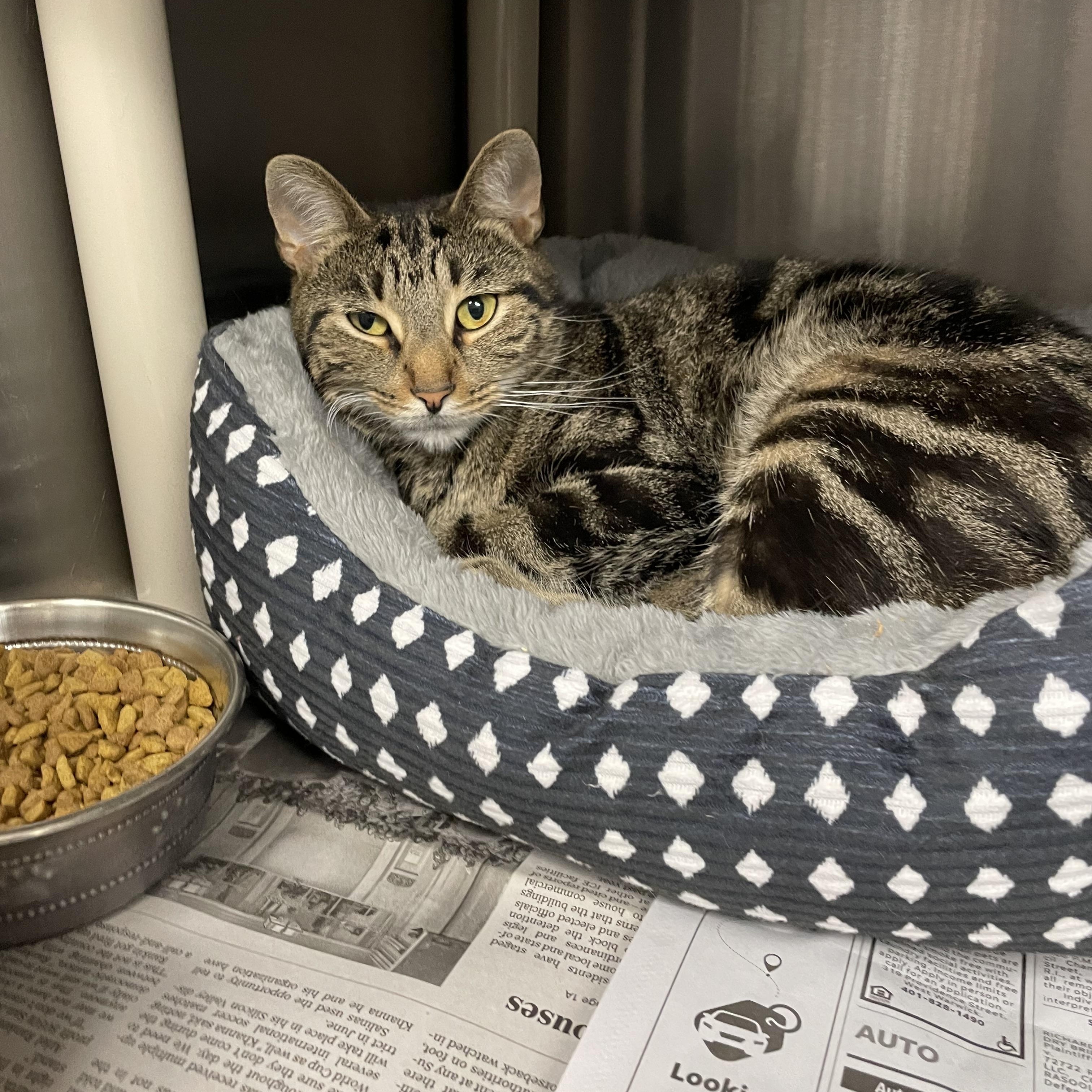 Enlarge Branch, an adopted Tabby in North Kingstown, RI image 4/5