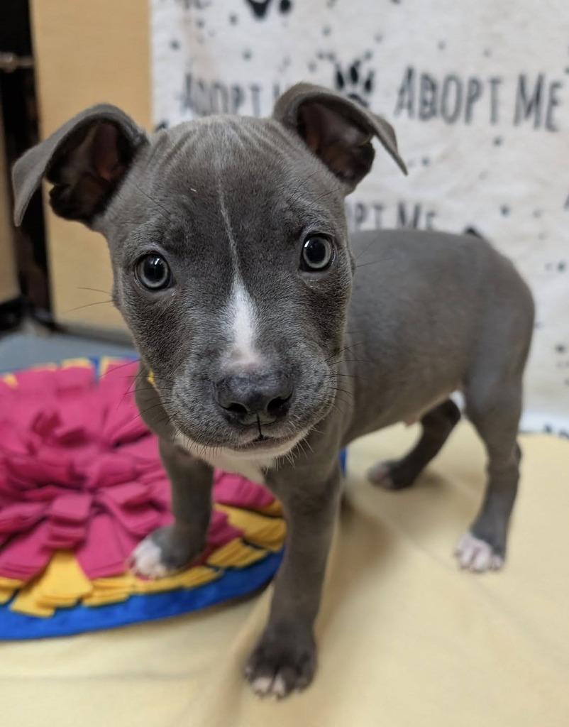 Starry, a Adoptable mixed breed in Warren, MI image 1/6