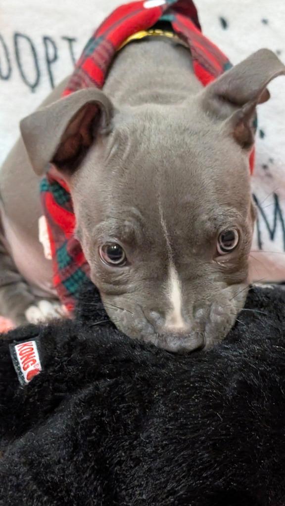 Enlarge Starry, a Adopted mixed breed in Warren, MI image 2/6