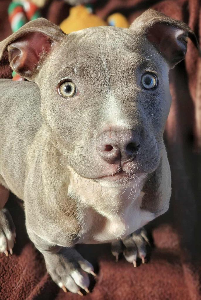 Starry, a Adoptable mixed breed in Warren, MI image 2/6
