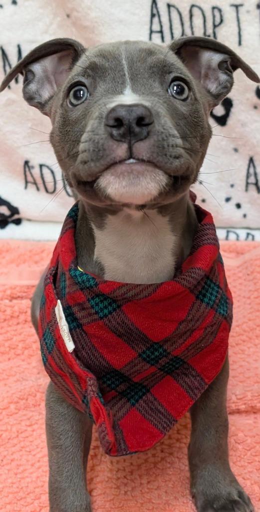 Starry, a Adoptable mixed breed in Warren, MI image 4/6