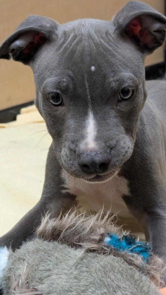 Enlarge Starry, a Adopted mixed breed in Warren, MI image 5/6