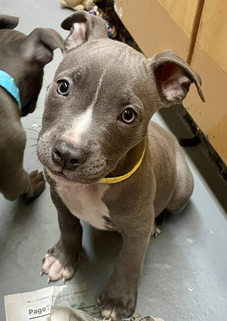 Starry, a Adoptable mixed breed in Warren, MI image 5/6