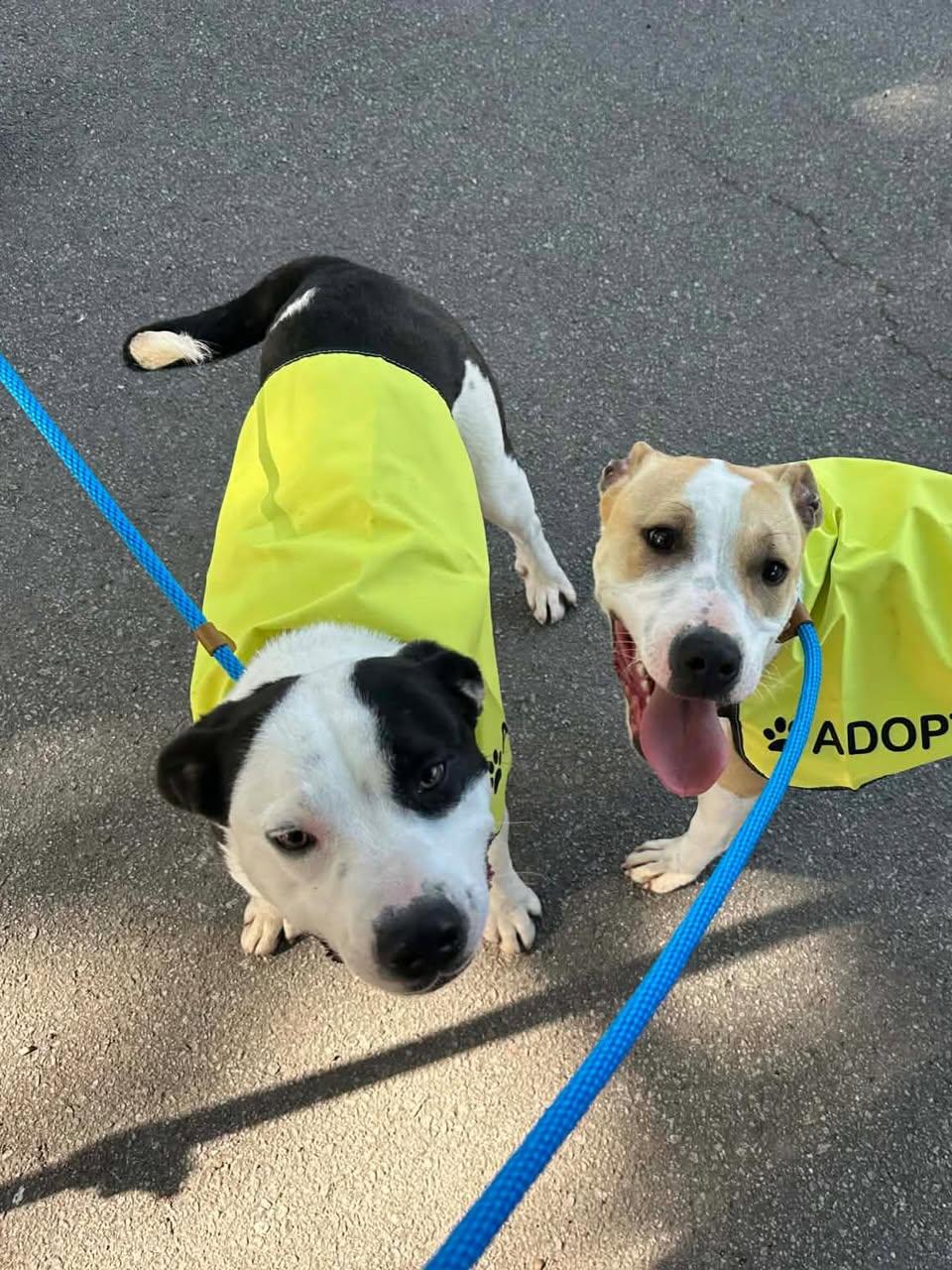 Enlarge DaBarkus, a ADOPTABLE Mixed Breed in St. Albans, VT image 3/3