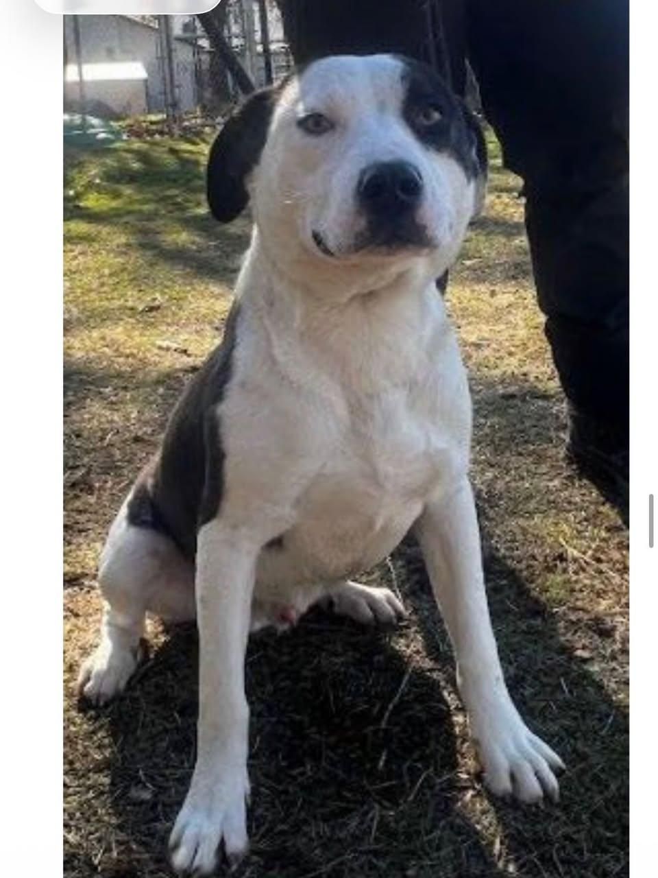 Enlarge DaBarkus, a ADOPTABLE Mixed Breed in St. Albans, VT image 2/3