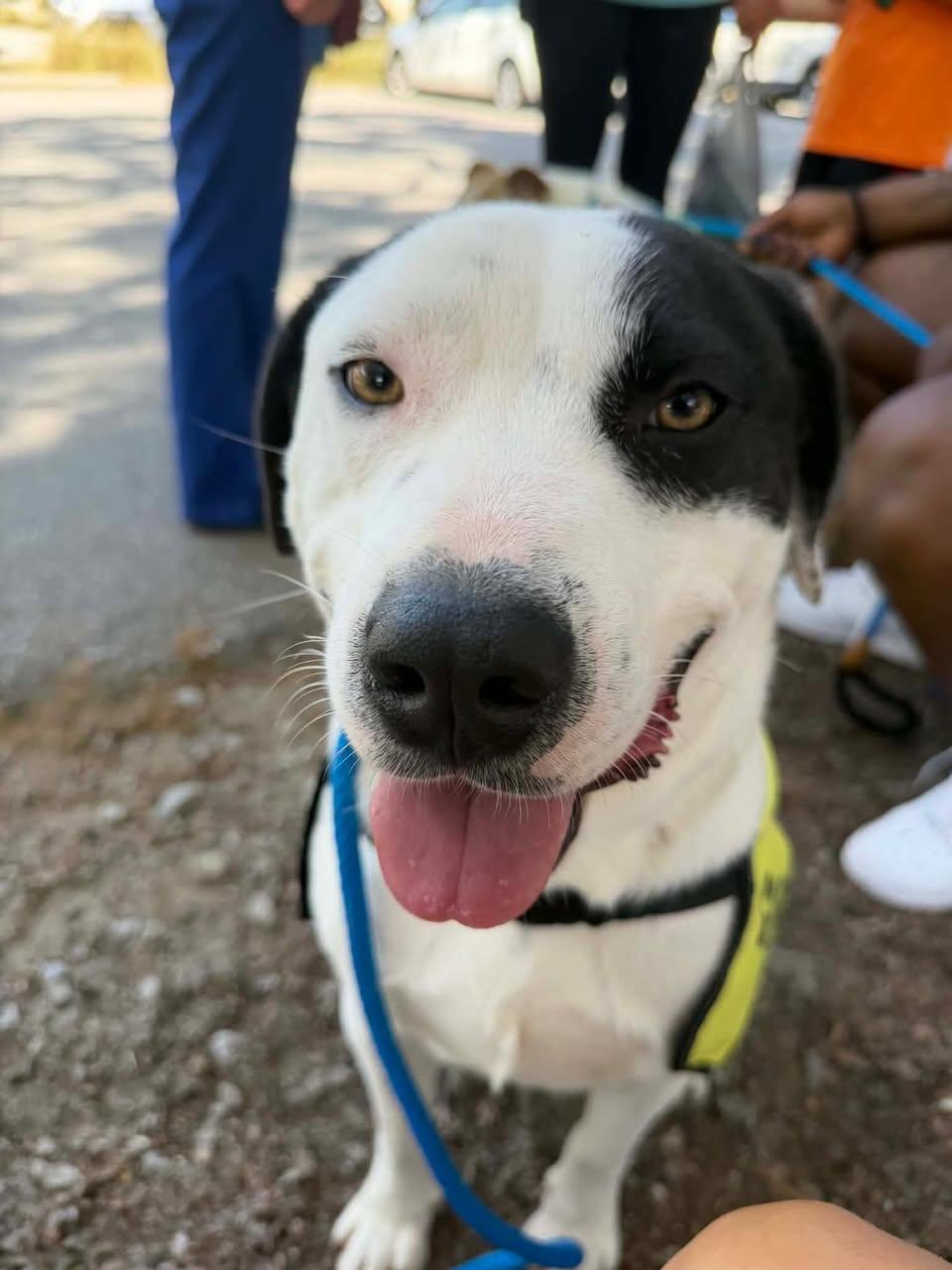 Enlarge DaBarkus, a ADOPTABLE Mixed Breed in St. Albans, VT image 1/3