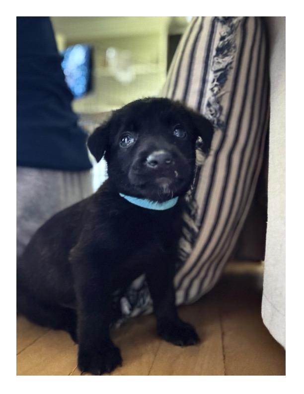 KODA, Adoptable, Puppy Male Belgian Shepherd / Malinois.