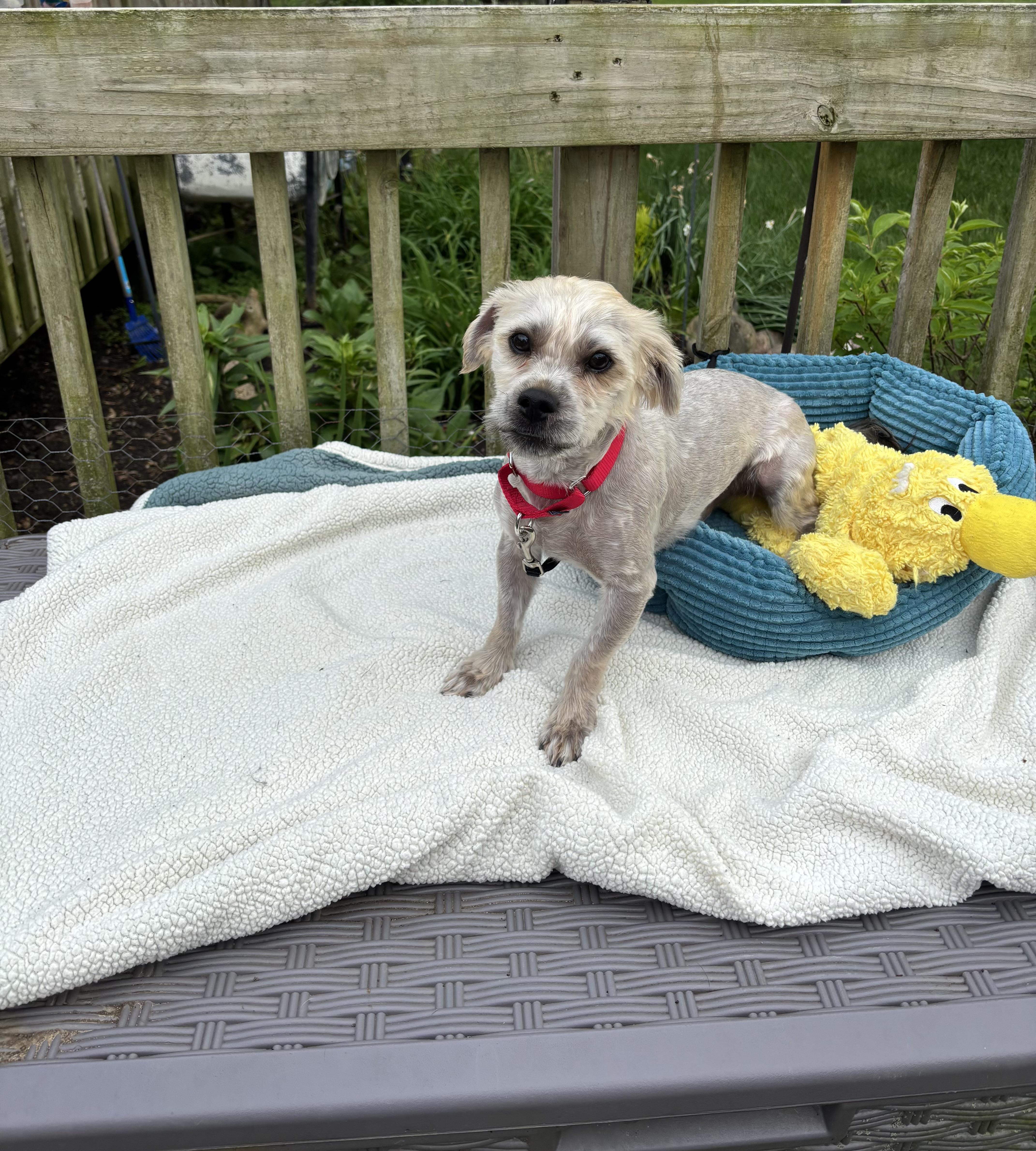 Scruffy, a ADOPTABLE mixed breed in White Lake, MI image 5/5