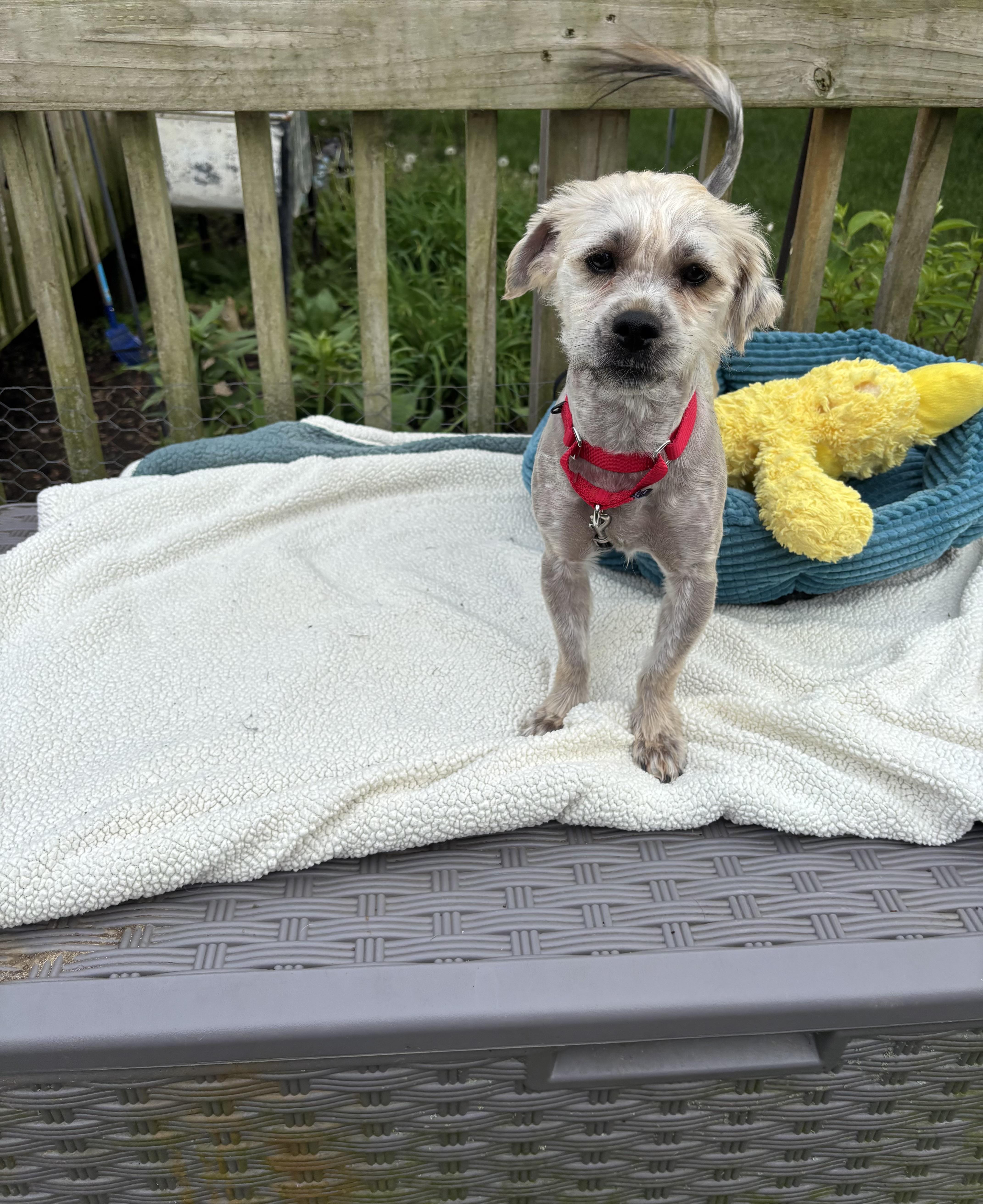 Scruffy, ADOPTABLE, Young Male Maltese & Lhasa Apso.