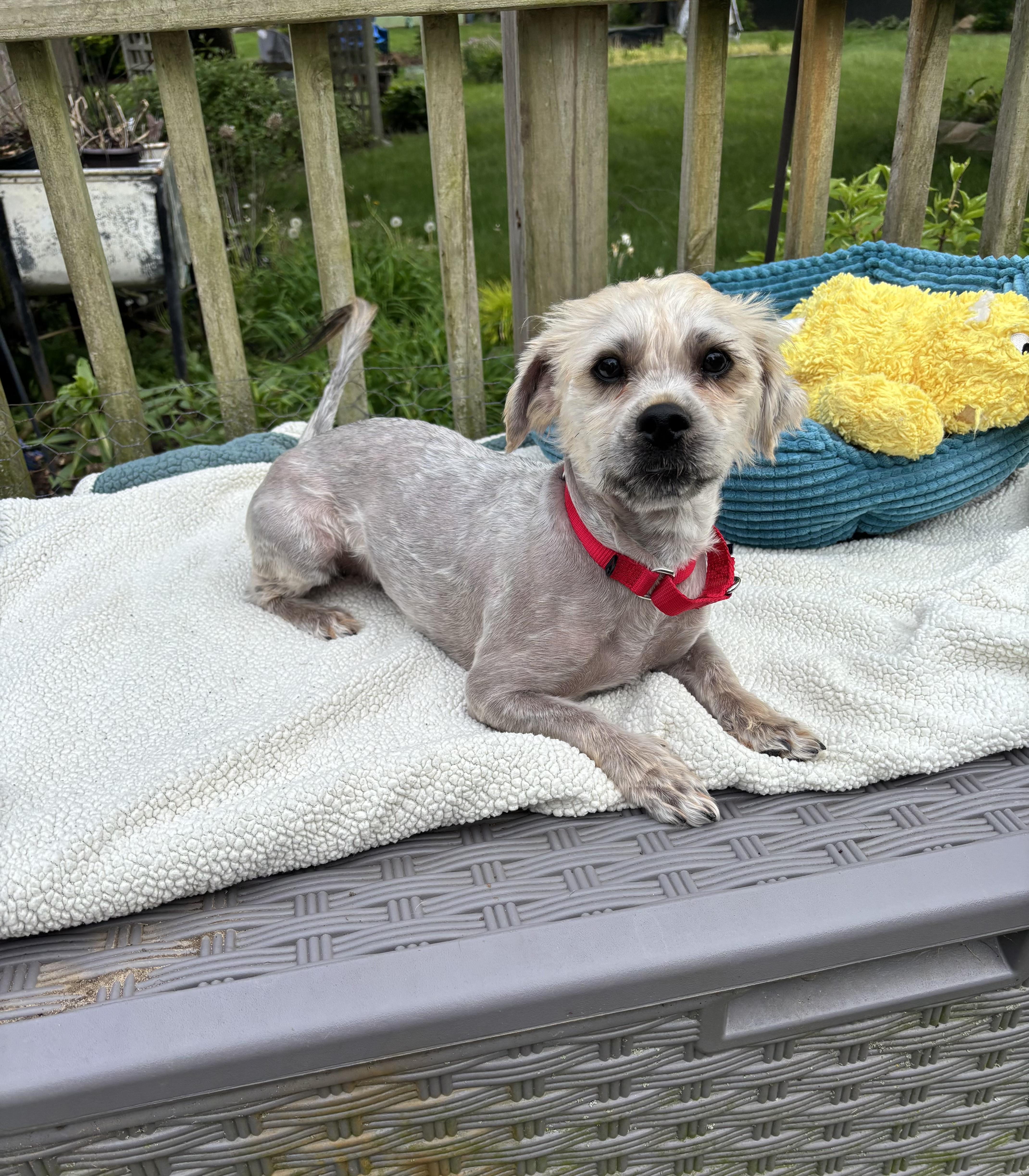 Scruffy, a ADOPTABLE mixed breed in White Lake, MI image 3/5